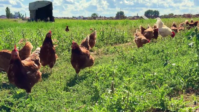 Agriculture chicken farm in summer time