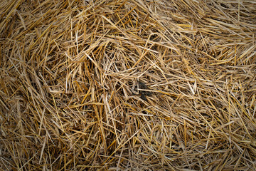 Harvesting. The texture of a haystack. Autumn landscape.