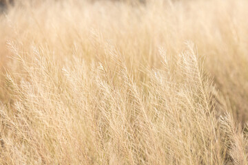 Brown dry grass texture background,nature background,dried yellowed grass. Dry Grass Texture.