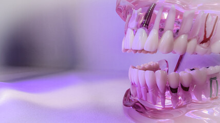 Close-up side view of a translucent pink dental jaw model illuminated with pink and purple light,...