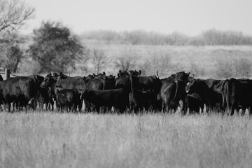 Black angus cattle herd during winter gathering, shows roundup in black and white.