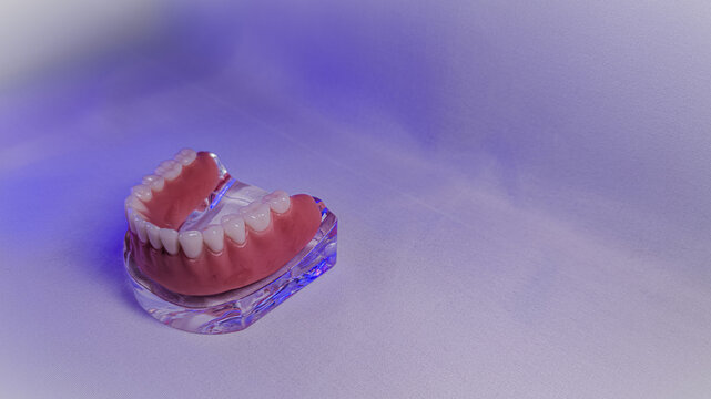 Full removable lower denture positioned on a transparent edentulous mandibular model. Professional dental setup demonstrating the structure of a complete lower denture and the anatomy of the mandible