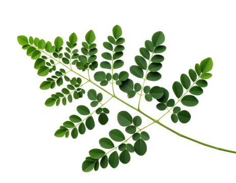Moringa oleifera leaf branch with small oval leaflets isolated on transparent background