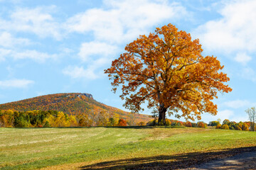 A big autumn tree with colorful foliage is backed by the rocky pinnacle of Pilot Mountain in North Carolina.