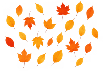 Autumn leaves falling, scattered maple and other vibrant red orange yellow foliage on transparent background