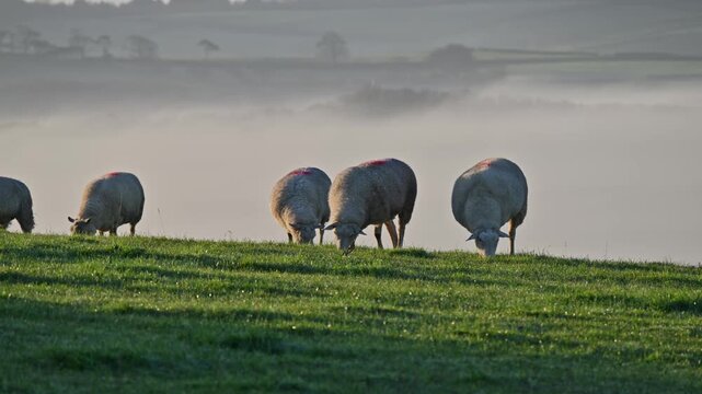 Sheep grazing on the misty hills