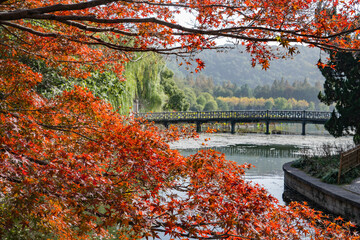 Obraz premium Autumn Foliage at Huagang Guanyu in West Lake Hangzhou