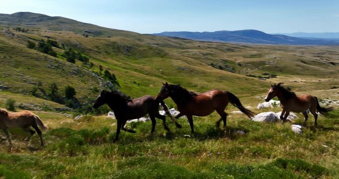 Aerial FPV drone view of wild horses heard or a group running across vast green plains, symbolizing adventure, travel, leadership, freedom, and the beauty of nature. Cinematic slow motion footage