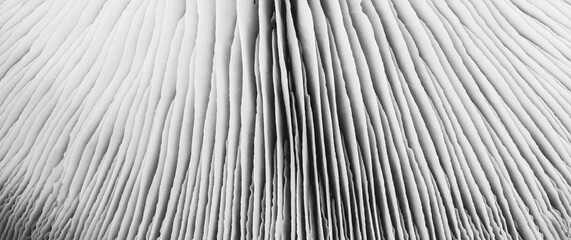 textured background of purple mushrooms close-up top view black and white photo