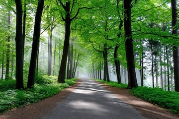 Obraz premium A tranquil forest pathway lined with tall trees and vibrant green foliage, illuminated by soft sunlight filtering through the leaves, creating a peaceful atmosphere.