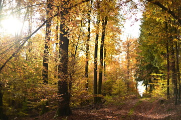 Obraz premium Herbst