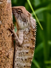 Forest lizard on a tree