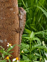 Forest lizard on a tree