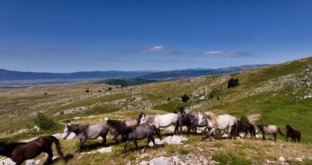Aerial FPV drone view of wild horses heard or a group running across vast green plains, symbolizing adventure, travel, leadership, freedom, and the beauty of nature. Cinematic slow motion footage - Powered by Adobe