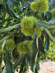 Spiky Green Burrs Await Harvest
