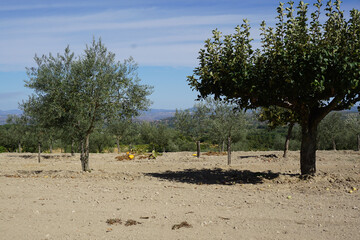 Orchard Trees in Dry Landscape
