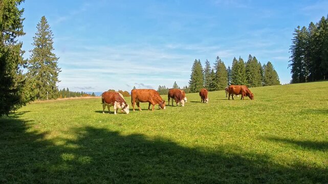 Friedliche Rinderherde auf gr&uuml;ner Wiese unter klarem Himmel, idyllische Landschaft, nat&uuml;rliche Harmonie von Bio-Landwirtschaft und Umwelt, Viehwirtschaftsthemen, K&uuml;he, Tierhaltung, Kuhglockengel&auml;ut