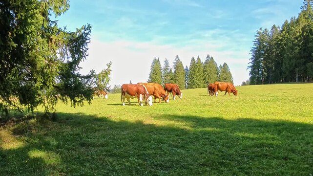 Friedliche Rinderherde auf gr&uuml;ner Wiese unter klarem Himmel, idyllische Landschaft, nat&uuml;rliche Harmonie von Bio-Landwirtschaft und Umwelt, Viehwirtschaftsthemen, K&uuml;he, Tierhaltung, Kuhglockengel&auml;ut