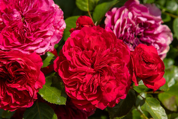 Red pink rose flowers bush in garden. Petal plant nature David Austin variety