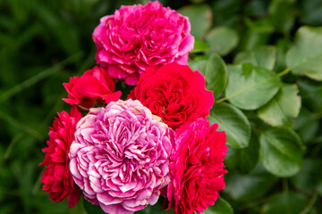Pink red rose flowers bush in garden. Petal plant nature David Austin variety
