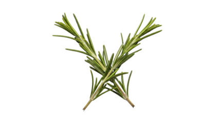 Isolated Rosemary sprigs crossed, aromatic herb for cooking and flavoring food dishes