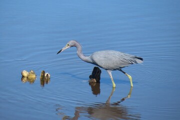 Tricolored heron hunts on Florida marches, closeup