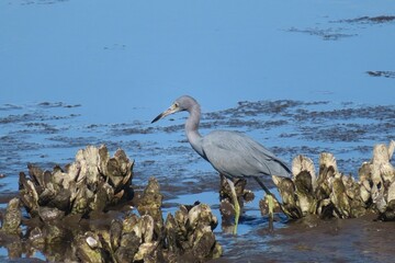 Tricolored heron hunts on Florida marches, closeup