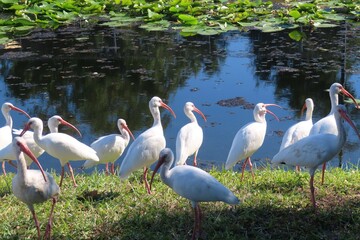 White ibises at the pond in Florida nature
