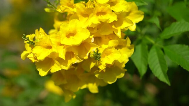 Medium-sized shrub trees with yellow flowers.