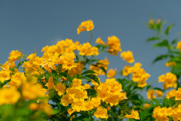 Medium-sized shrub trees with yellow flowers.