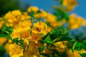 Medium-sized shrub trees with yellow flowers.