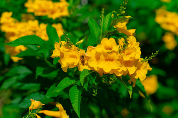 Medium-sized shrub trees with yellow flowers.