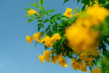Medium-sized shrub trees with yellow flowers.