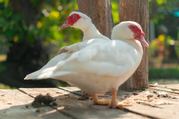 A duck with white feathers, yellow mouth. Standing at the pier.