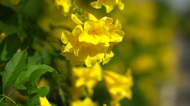 Medium-sized shrub trees with yellow flowers.
