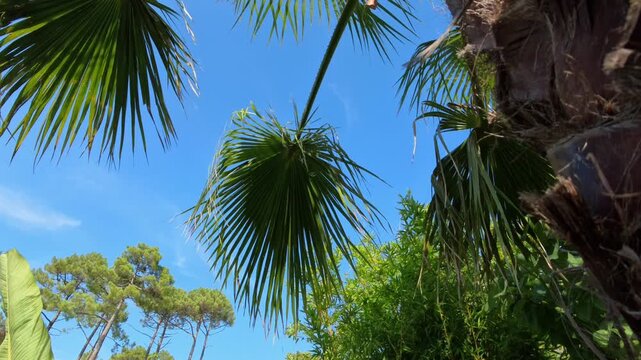 majest&auml;tische Ansicht einer gro&szlig;en Palme - die gr&uuml;nen Palmwedel erstrecken sich kraftvoll gegen den strahlend blauen Himmel und wiegen leicht im Wind, tropisch, tropisch, Urlaub, Reise, Sommer