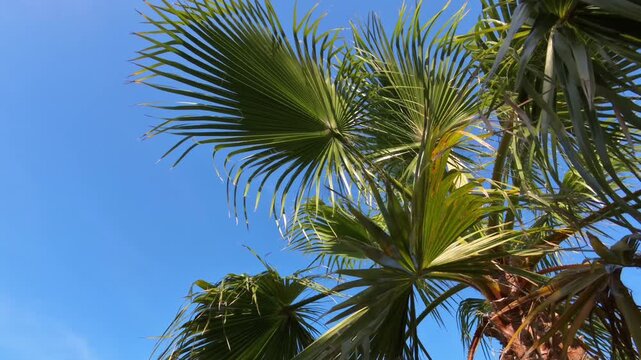 majest&auml;tische Ansicht einer gro&szlig;en Palme - die gr&uuml;nen Palmwedel erstrecken sich kraftvoll gegen den strahlend blauen Himmel und wiegen leicht im Wind, tropisch, tropisch, Urlaub, Reise, Sommer