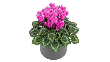 Isolated Cyclamen plant with vibrant pink flowers in a gray pot for indoor decoration