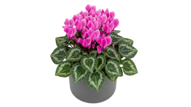 Isolated Cyclamen plant with vibrant pink flowers in a gray pot for indoor decoration