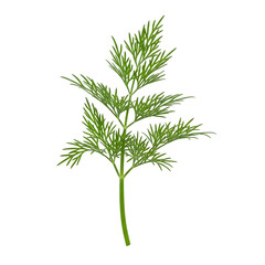 Obraz premium Fresh dill sprig macro isolated on transparent background