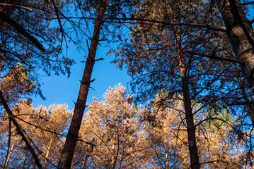 Looking up at tall pine trees in sunlight