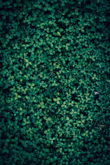 A close up of a green clover leaves pattern texture