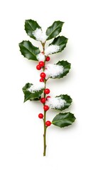Holly Branch With Red Berry And Snow Isolated On White Background For Christmas Winter Decoration