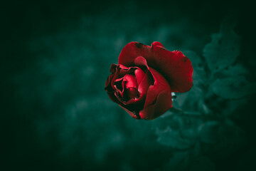 A close up of a bright red rose bud with green leaves in the background