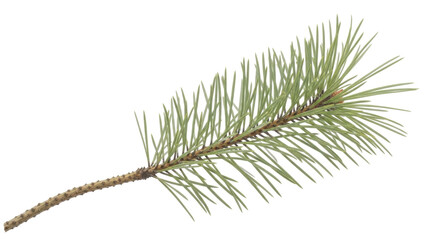 Isolated evergreen coniferous fir branch, pine needle twig natural forest foliage detail © Ophelia