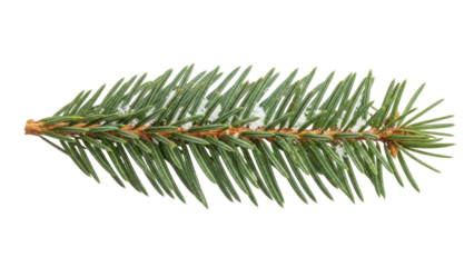 Isolated fir tree branch with snow, evergreen foliage, holiday plant decoration, christmas theme