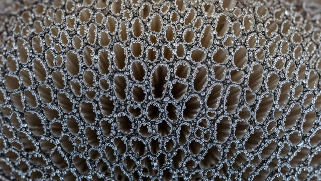 rusty metal texture background, Macro Shot of Dewy Mushroom Gills: Close-Up Nature Texture and Details - Powered by Adobe
