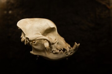 Animal skull displayed against a dark background, showcasing intricate bone structure and texture, highlighting the beauty of natural history and anatomy in a captivating way