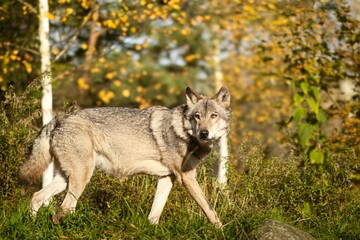 Obraz premium Gray wolf walking through a vibrant forest with autumn foliage, showcasing its natural habitat and the beauty of wildlife in a serene environment