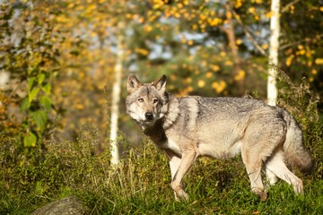 Gray wolf standing in a lush green forest, surrounded by vibrant autumn foliage, showcasing its natural habitat and the beauty of wildlife in a serene environment
